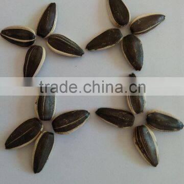 round sunflower seeds seeds for sale sell sunflower seeds