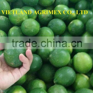 FRESH GREEN LEMON FOR SALE FROM VIETNAM IN NEW SEASON 2016