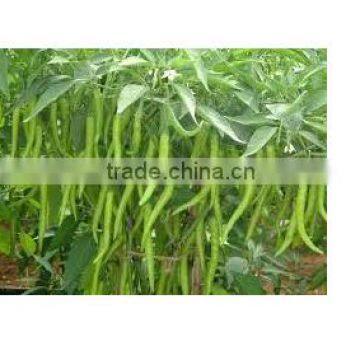 Green Chilli
