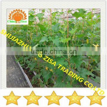 Agricultural Equipment Plant Stand in Greenhouse photo-4