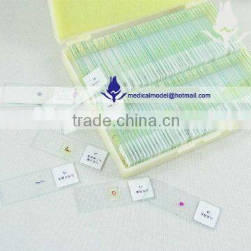 Basic GCSE Slides Set Glass Prepared Slides photo-2