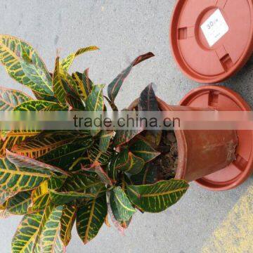 Popular sale big plastic plant tray with pulley