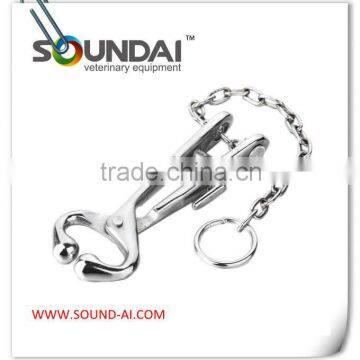 Bull leader with chain