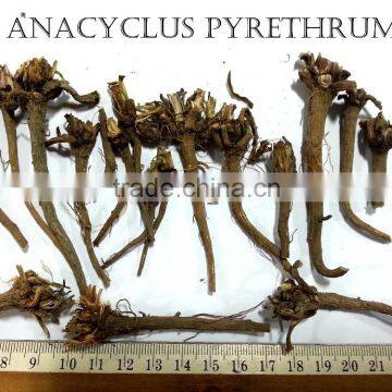 ANACYCLUS PYRETHRUM EXTRACT