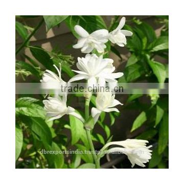 Tuberose Oil (Origin: India)