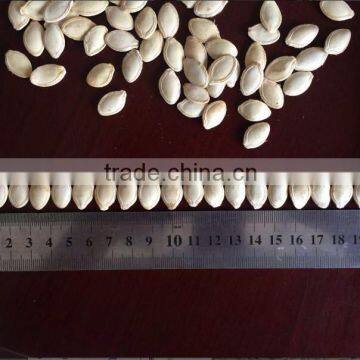 2015 Shine Skin Pumpkin Seeds,, pumpkin seeds