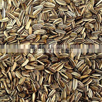 Australian Grey-Striped Sunflower Seeds