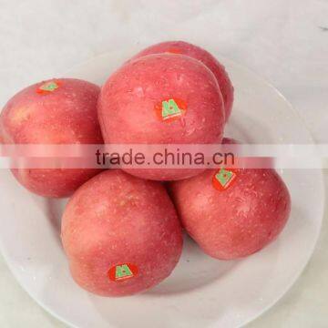 Fresh Fuji Apple photo-4