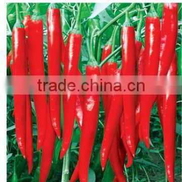 Hot sale High Yield red peppers Chili Pepper Seeds chinese vegetable seeds for growing-Red Chili 336