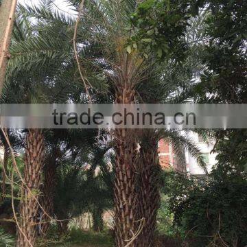 Large Date Palm Tree