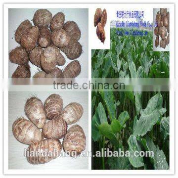 Certified GAP Chinese Frozen Taro & Eddo Root Plant