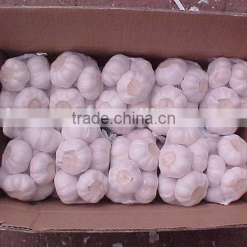 YUYUAN brand hot sail fresh garlic buy chinese garlic