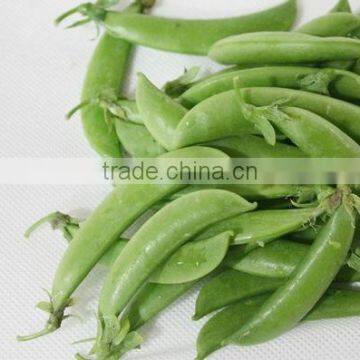 HPE03 Sejian OP green sweet peas seeds in vegetable seeds