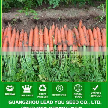 CA07 Jinguan 8 inches upscale red carrot seeds for sowing