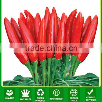 P17 Rocket hyrid vegetable seeds from China of hot chill seeds