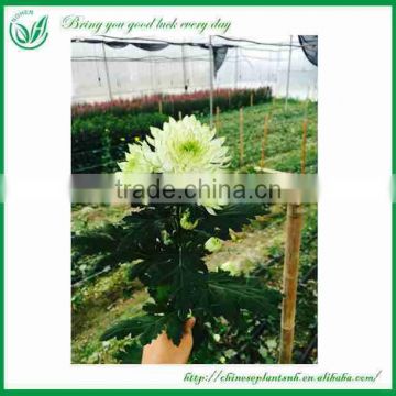 Good Price Chrysanthemum Cut Flower