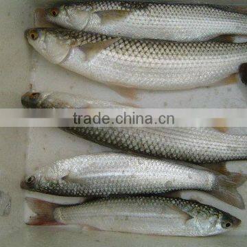 Frozen Mullet Fish (Mugil cephalus) Aquatic Product