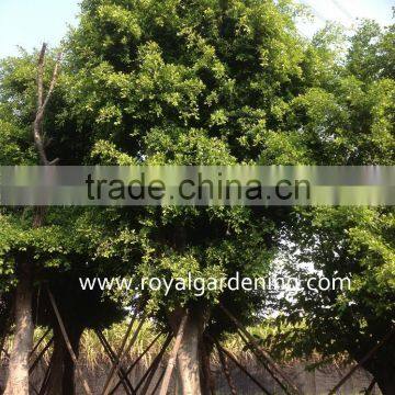 Ficus nitida dia 5-20cm,high 3-5m