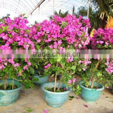 Bougainvillea spectabilis flower shrubs