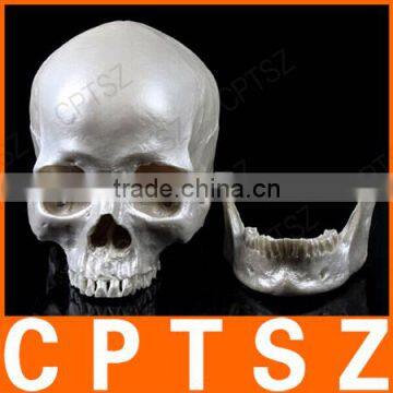 Human Resin Skull Model for Halloween photo-2