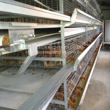 Nicaragua Poultry Farm Automatic Broiler Chicken Cage & Meat Chicken Cage & Chicken Coop in Chicken Shed