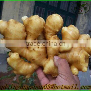 Fresh Ginger for China/air Dry Ginger photo-4