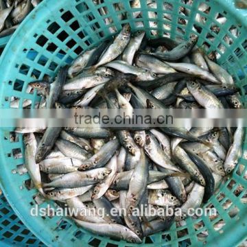 Frozen Seafood Small eyes Horse mackerel with size - 50g