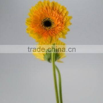 Best quality Champagne chinese supplier yellow gerbera