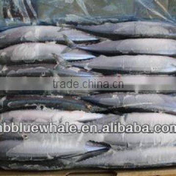 size in 70-90g frozen saury