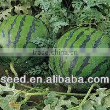 SX good resisitance and good commercial watermelon seeds