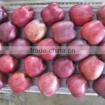 Wholesale fresh Huniu apple with good taste juicy and crisp apple fruit