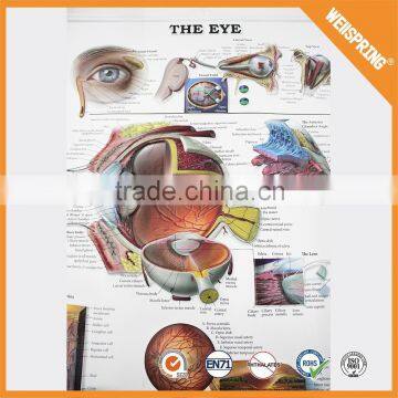 2015 hospital advertising medical wall chart