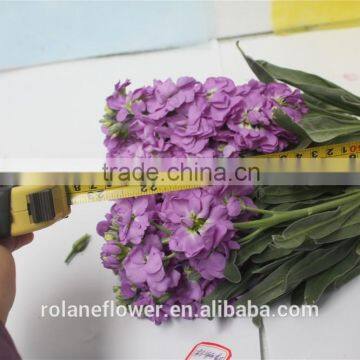 Hight Quality Cut Fresh Violet Flowers Wholesale photo-4