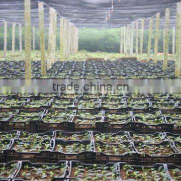 Good Quality Oolong Tea - High Grade Vietnam Oolong Tea photo-5