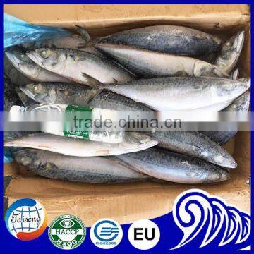 Frozen Pacific Mackerel 300-500g 400-600g