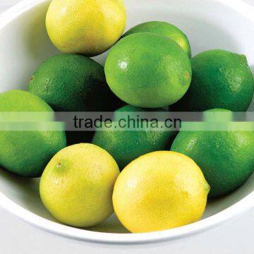 Lemon Importer in Dubai / Malaysia / Singapore / Vietnam / Thailand / Maldives