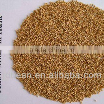 2012 yellow millet in husk MC