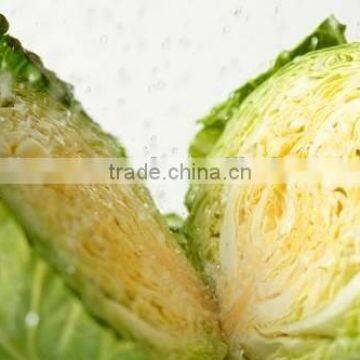 2016 fresh cabbage chinese cabbage