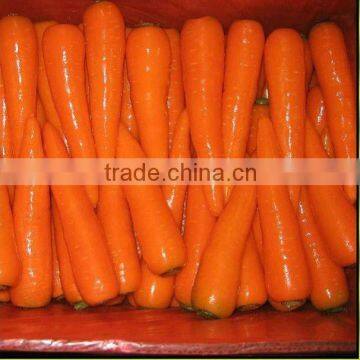 carrot for sale