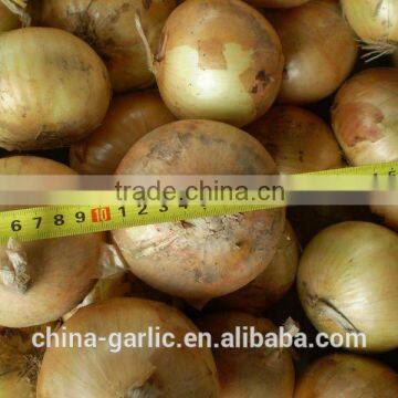 2014 New Season!!! Want to buy Onion (Red Onion, Yellow Onion)