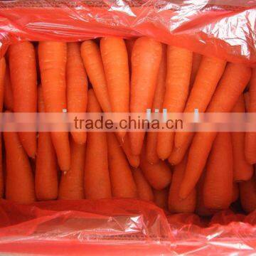 carrot