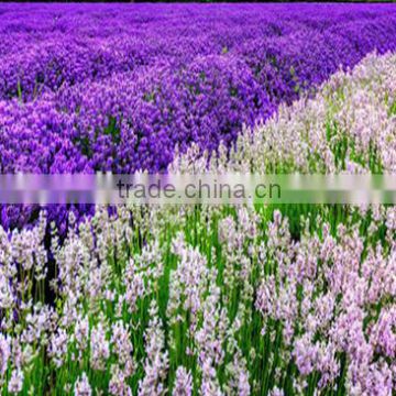 Hybrid lavender seeds for growing