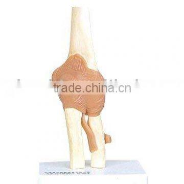 Human Elbow Joint