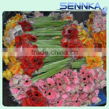 Highest Quality Fresh Cut Gerbera Flower Multicolor Color Available