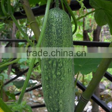 MCU041 Pengsheng light green chinese cucumber seeds, hybrid cucumber seeds for sale