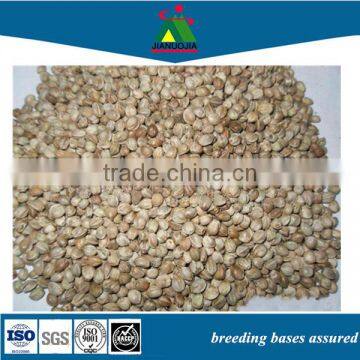 wholesale pet bird parrot food seed