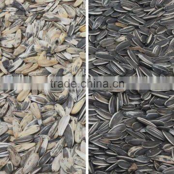 Automatic CCD Color Sorter/seperator Machine Price for Sunflower Seeds photo-4