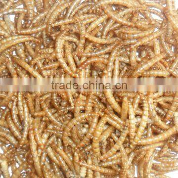 Good Quality Oven-baked Mealworm of Bird Food photo-4