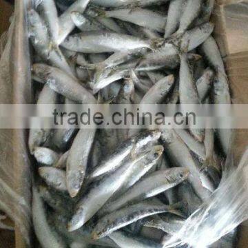 Competitive Price Wholesale Sardine
