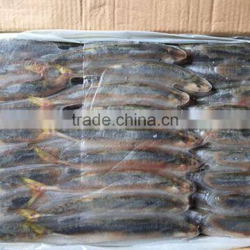 High quality fish land frozen pacific mackerel 150g-200g